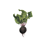 Fragrance Note: Beetroot accord