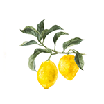 Fragrance Note: Lemon petitgrain