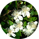 Fragrance Note: Myrtle