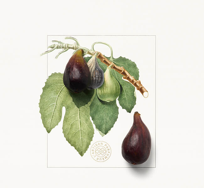 Fig